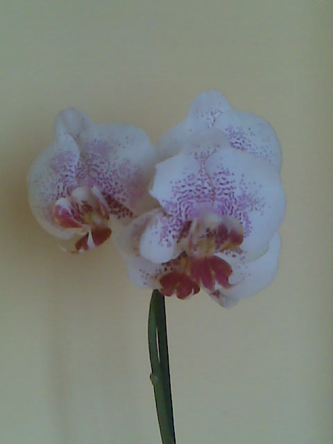 moje 1.orchidej