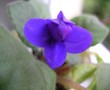 129. Cobalt Hale PE - první květ nerozvitý