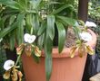 Fata Morgána-orchidej podivná