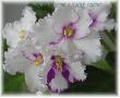 j.bílé květy se zvlněným orchid.krajem a středem