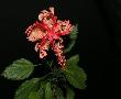 hibiscus schizopetalus2